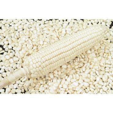 MAIZ BLANCO BULTO C/25 KG
